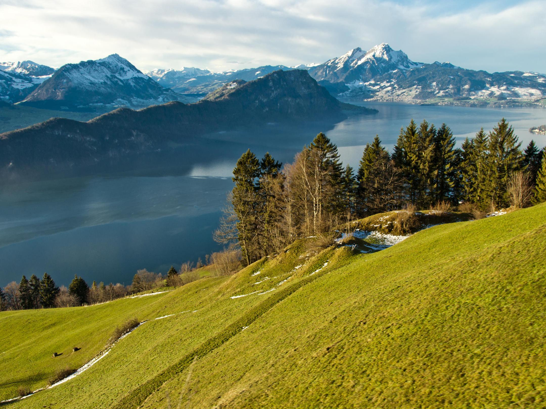 a herd of cattle grazing on a lush green hillside